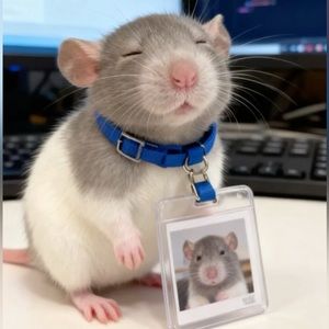 Meet your Posher, Snow